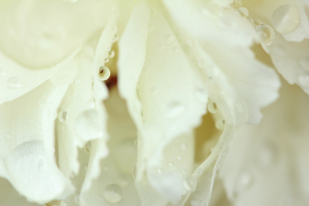 garden plantsの写真素材