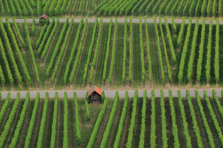 wine grapes on vine stockの写真素材