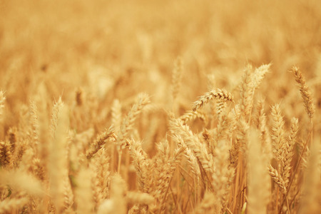 agriculture, field of wheat, ears of wheatの写真素材