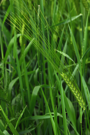 Barley fieldの写真素材
