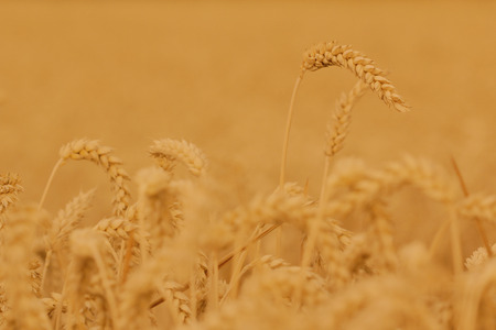 agriculture, field of wheat, ears of wheatの写真素材