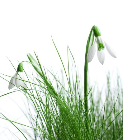 snowdropの写真素材