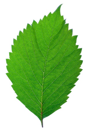 green leafの写真素材