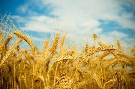 golden wheat fieldの写真素材