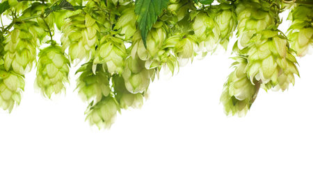 green fresh hop border isolated on white