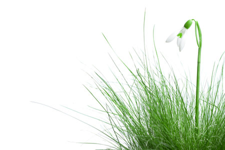 snowdrop in grass