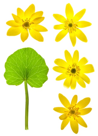 first spring flower - Marsh Marigoldの写真素材