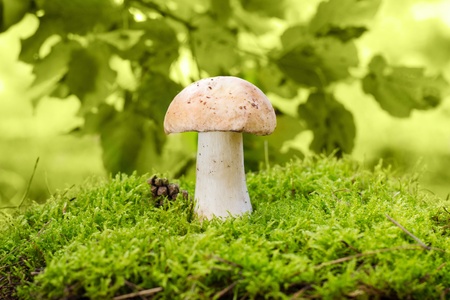 cep mushroom in the mossの写真素材