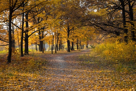 autumn forest pathwayの写真素材