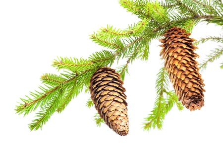 branch of fir with coneの写真素材