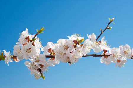 apricot flowersの写真素材