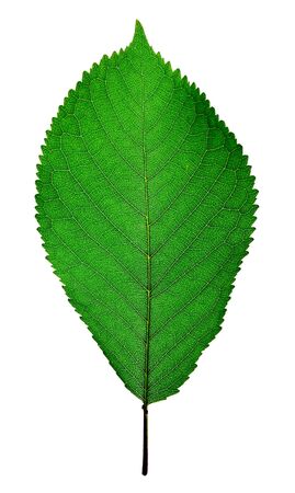 cherry leafの写真素材