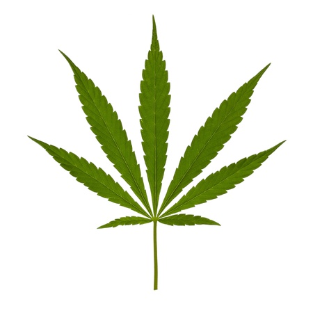 Cannabis leaf isolated on a white backgroundの写真素材