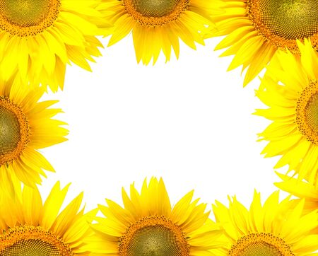 sunflower frame isolated on white の写真素材