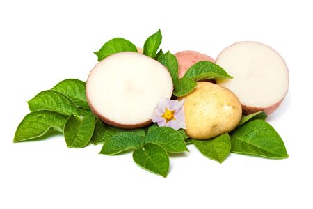 new potato with leaves and flowersの写真素材