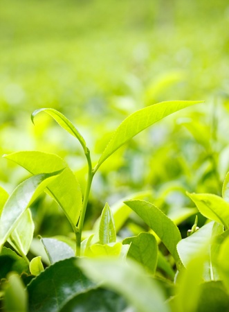 Tea leaf on plantationの写真素材