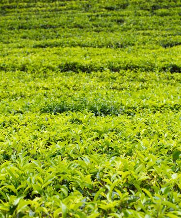 Tea plantationの写真素材