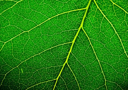 green leaf texture の写真素材