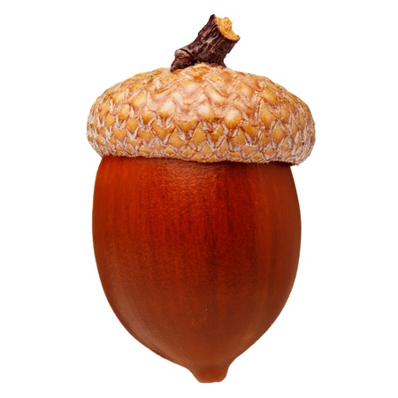 Red oak acorn isolatedの写真素材