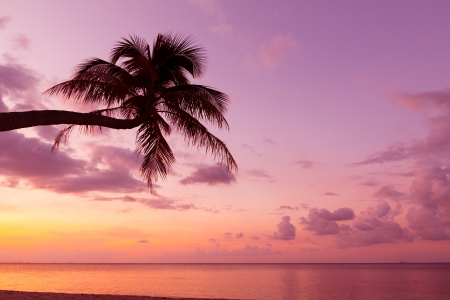 Tropical coast with coconut palm tree silhouette at sunsetの写真素材
