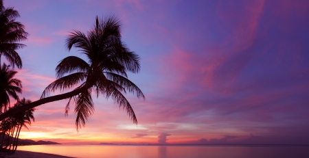 Panorama of tropical sunset with palm tree silhoette at beachの写真素材