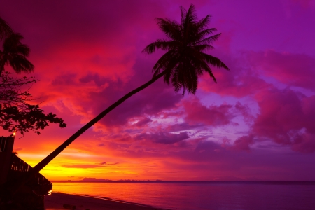 Sunset palm tree silhouette over oceanの写真素材
