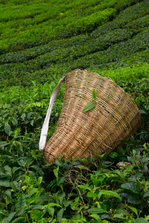 Tea picker bag with fresh leaf over a bush on tea plantation at Cameron Highlands, Malaysiaの写真素材