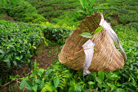 Tea picker bag with fresh leaf over a bush on tea plantation at Cameron Highlands, Malaysiaの写真素材