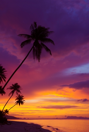 Sunset over the ocean with tropical palm trees silhouette, vertical panoramaの写真素材