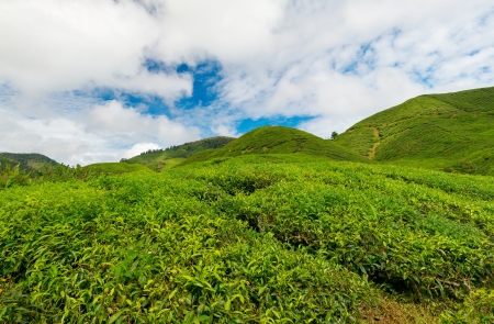 Tea plantationの写真素材