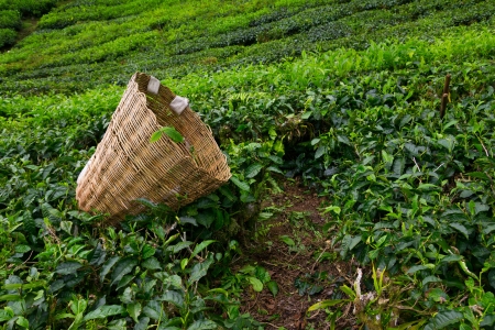 Tea picker bag with fresh leaf over a bush on tea plantation at Cameron Highlands, Malaysiaの写真素材
