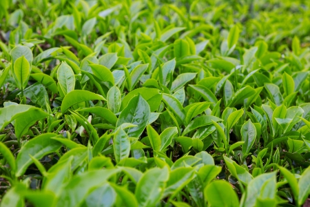 Fresh young tea leafs on plantationの写真素材