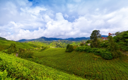 Mountain tea plantation at Cameron Highlands, Malaysiaの写真素材