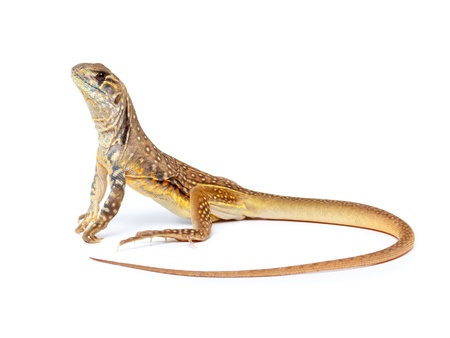 Butterfly Agama Lizardの写真素材