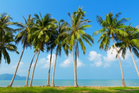 Palm tress on sea shore, Thailandの写真素材