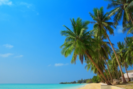 Tropical beach with palm trees, Thailandの写真素材