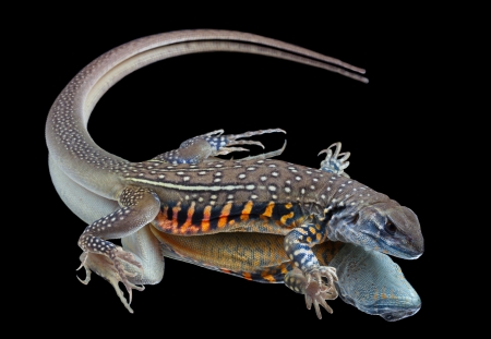 Butterfly Agama Lizardの写真素材