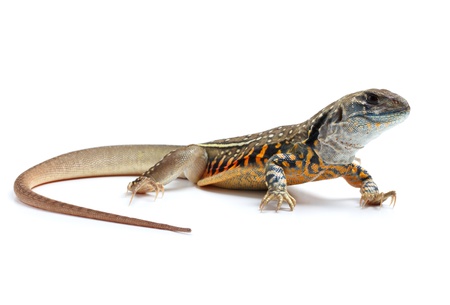 Butterfly Agama Lizardの写真素材