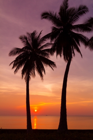 Beautiful tropical sunset with palm trees silhoetteの写真素材