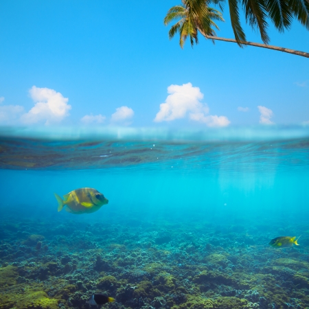 Tropical underwater shot splittedの写真素材