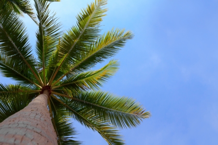 Palm tree over blue sky with copy spaceの写真素材