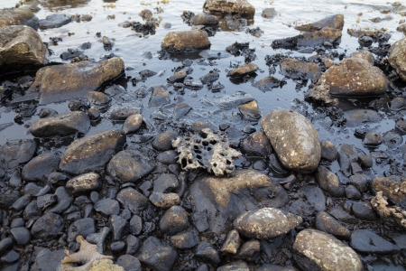 Oil spill on the sea shoreの写真素材