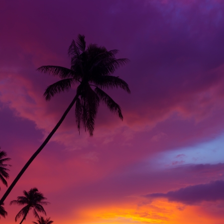 Beautiful tropical sunset with palm trees silhoetteの写真素材