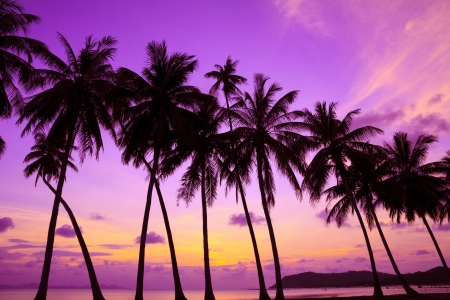 Tropical sunset over sea with palm trees, Thailandの写真素材