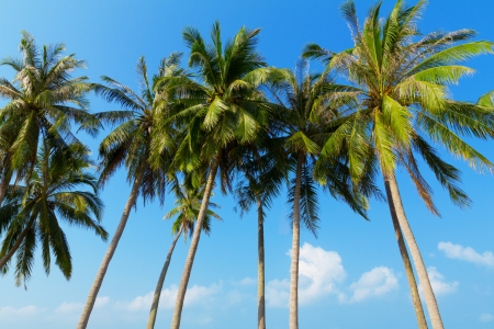 Palm trees at tropical coastの写真素材