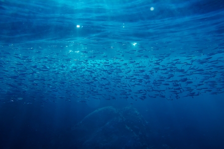 School of anchovy in a deep blue sea, Thailandの写真素材