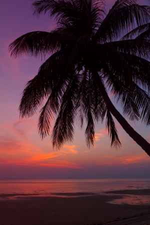 Tropical beach with palm tree at sunset, Thailandの写真素材