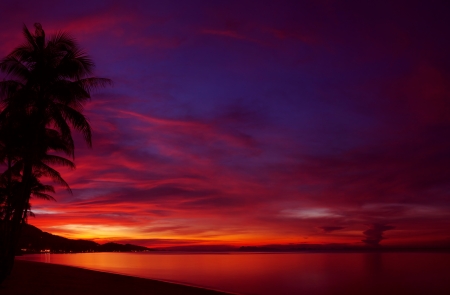 Tropical sunset with palm tree silhouetteの写真素材