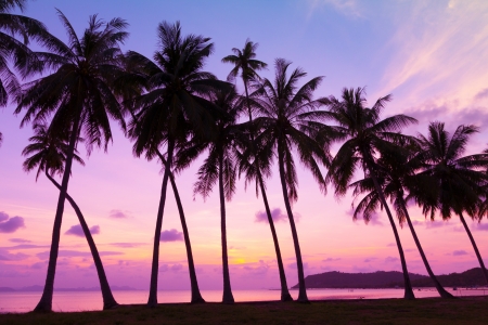 Tropical sunset over sea with palm trees, Thailandの写真素材