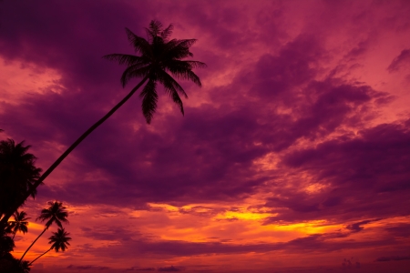 Palm trees silhouette on sunset tropical beachの写真素材